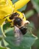 Andrena sp.